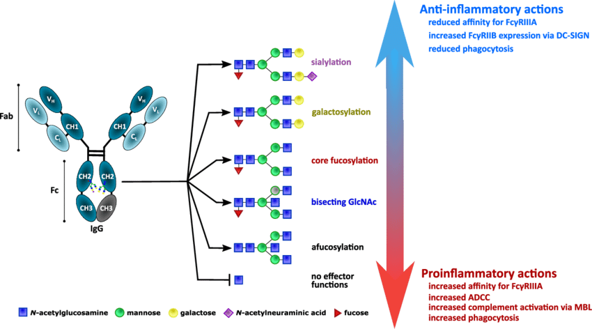 Immunoglobulin G effector functions are modulated by Fc-bound N-glycans